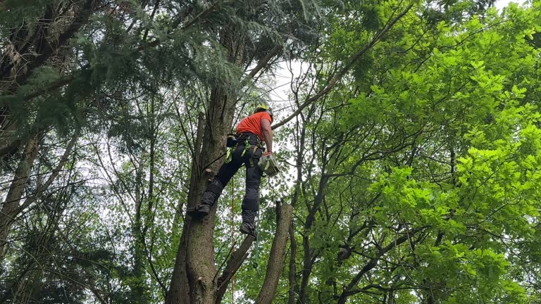 Porters Neck, NC Tree Services Company